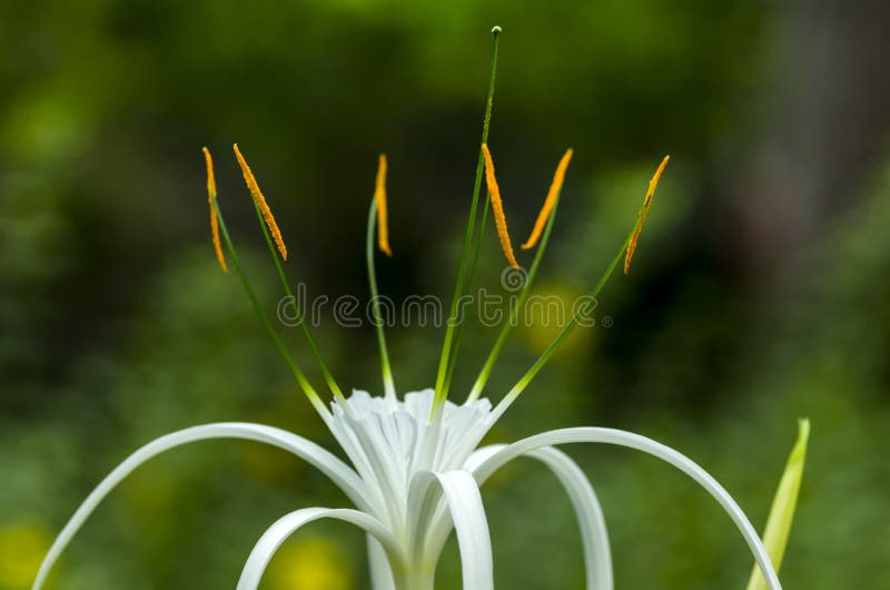 White Flower With Long White Stamen Stock Photo Image of white, amnicola 79999928