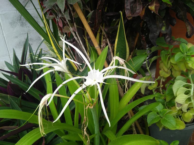 Flower And Look Picture. Image 4350478