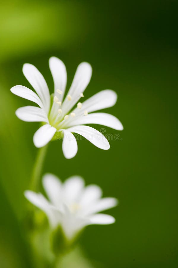 White Flower macro