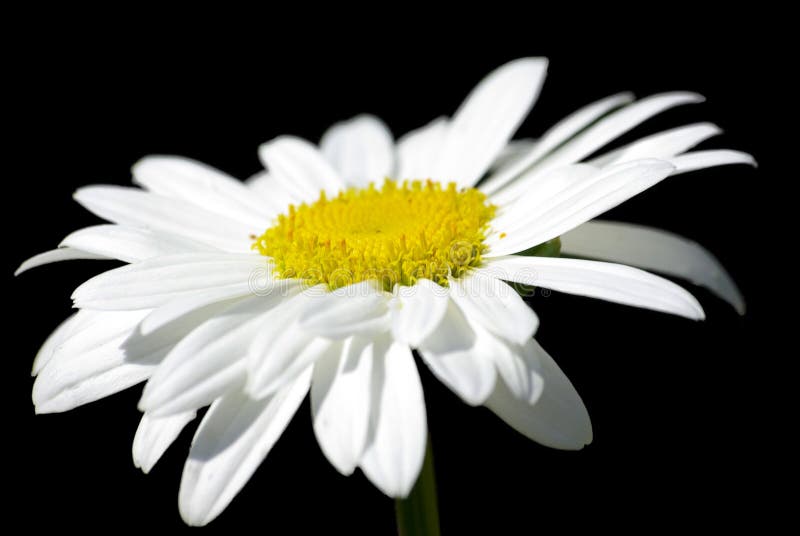 White yellow chamomile camomile daisy flower herb isolated on black background tea medicine herbal clipping path flowers close up