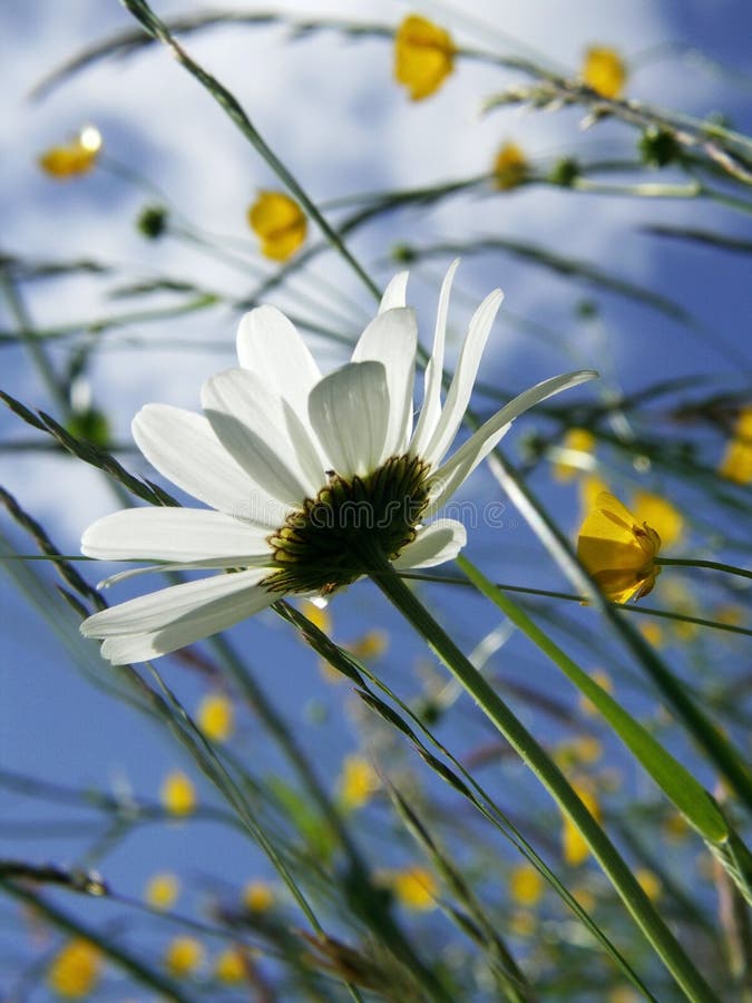 White flower in meadow