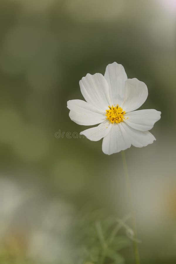 A White Flower with an Orange Center is Standing Alone Outside Stock
