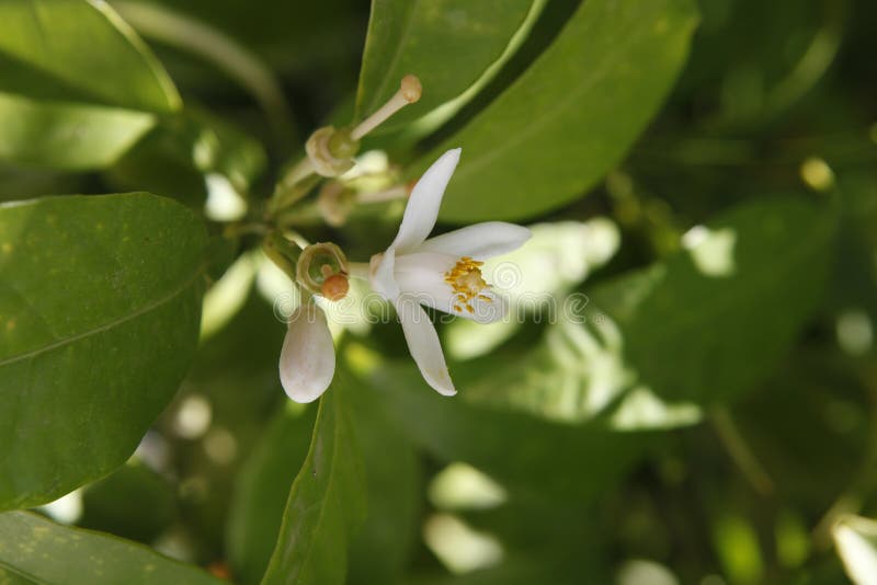 White Flower of Orange Trees Stock Image Image of background, flor