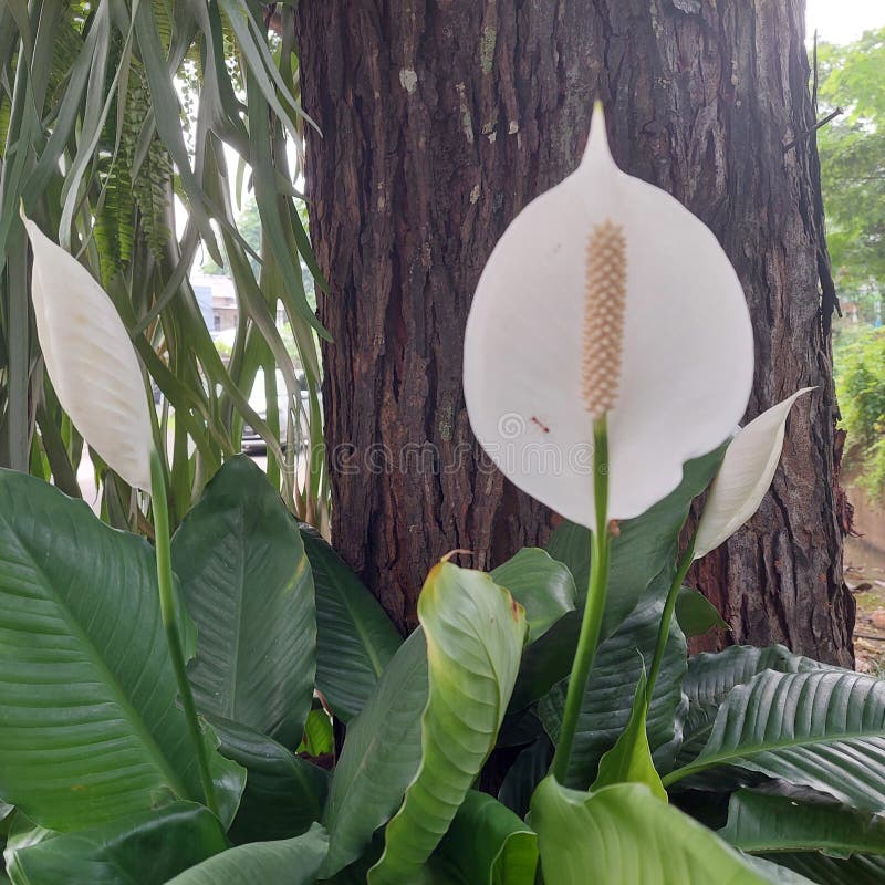 White Flower Peace Lily Ornamental Plant Stock Photo Image of peace