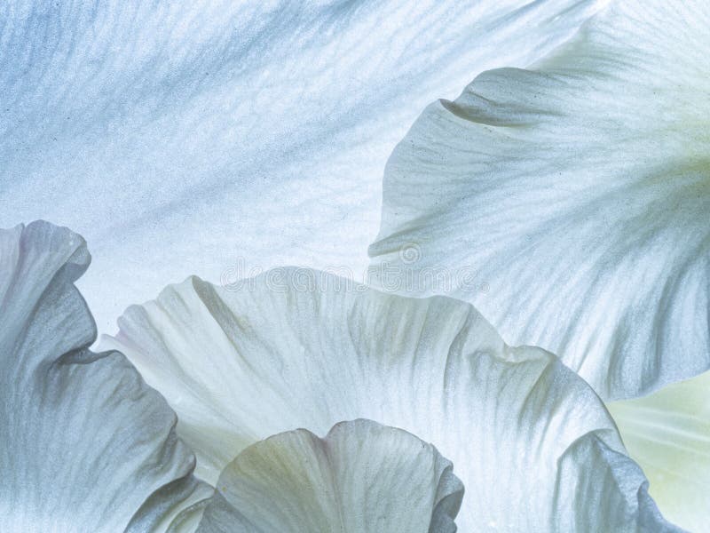 White Flower Petal Texture Close Up Stock Image Image of plant