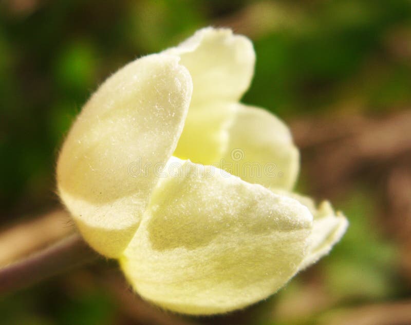 White Flower Petals Closeup, Macro Stock Photo Image of light, fresh