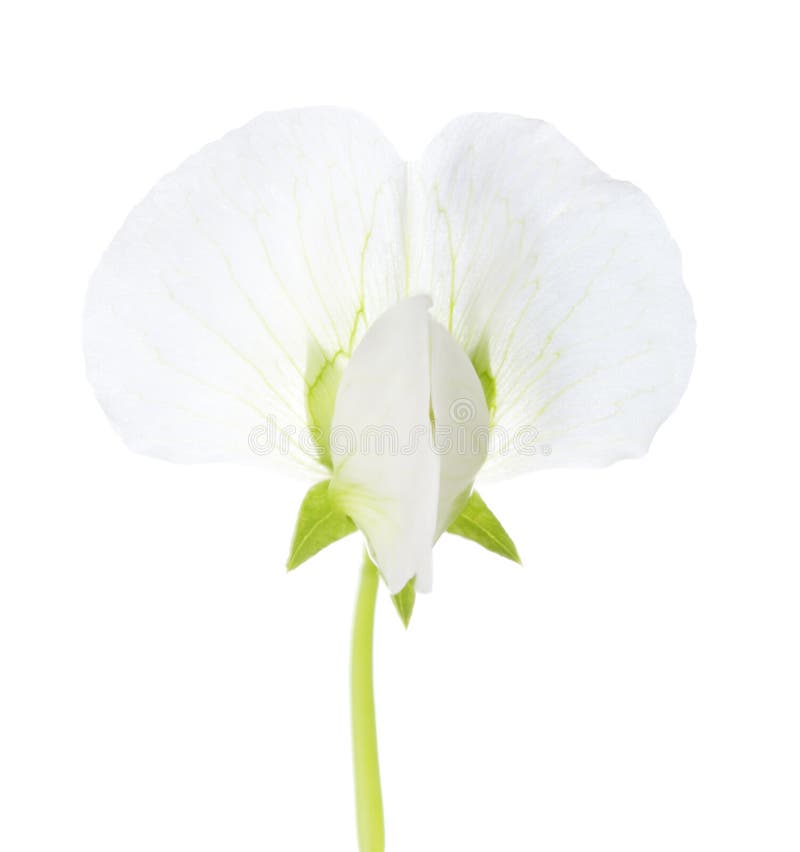 White flower of Pisum Sativum Pea  isolated on white background. Close-up