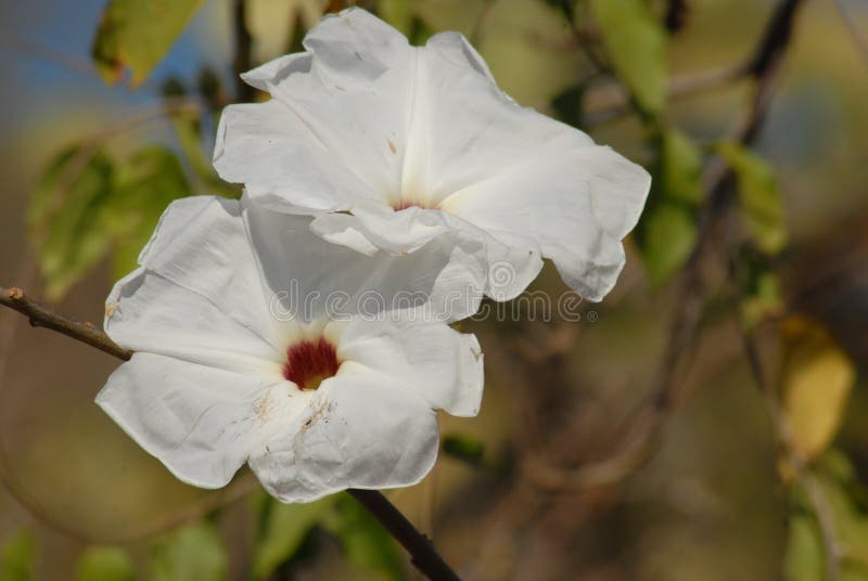 Flower, Flowering Plant, White, Plant Picture. Image 116790212