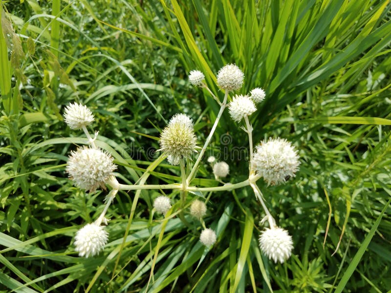 White flower on plant stock photo. Image of nature, flower 97301116