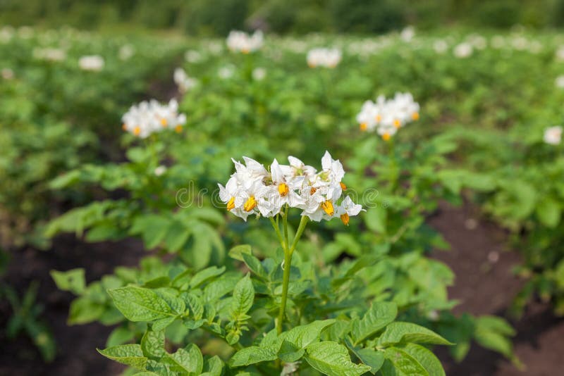 White Flower Of Potato Plant Stock Image Image of petal