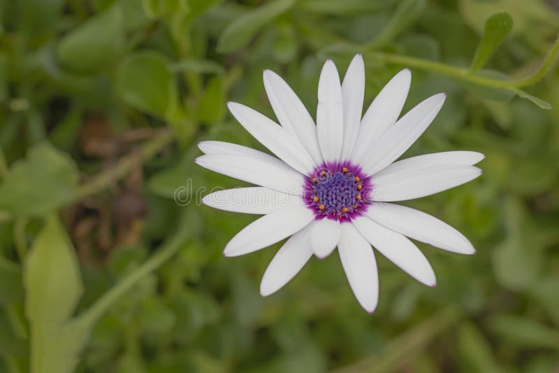 White Flower With Purple Stamens In The Center Stock Photo Image Of