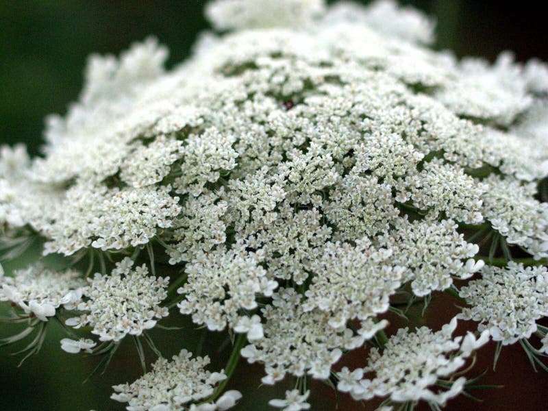 Queen Anne`s Lace Weed Plant Stock Photo Image of delicate, lace