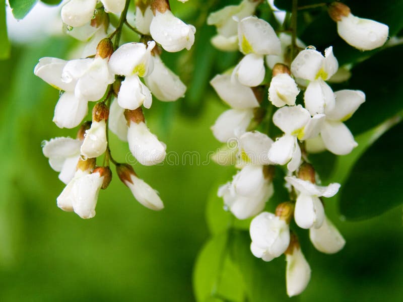 White Flower after rain