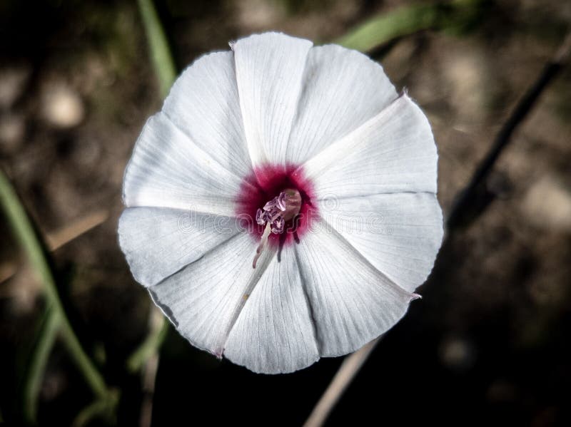 White Flower With A Red Center Stock Image Image Of Plants White