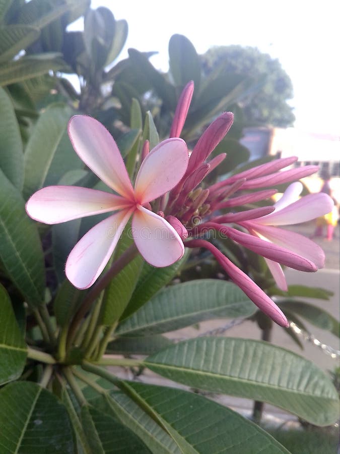 Indian flower stock image. Image of good, smells, flower 117537295