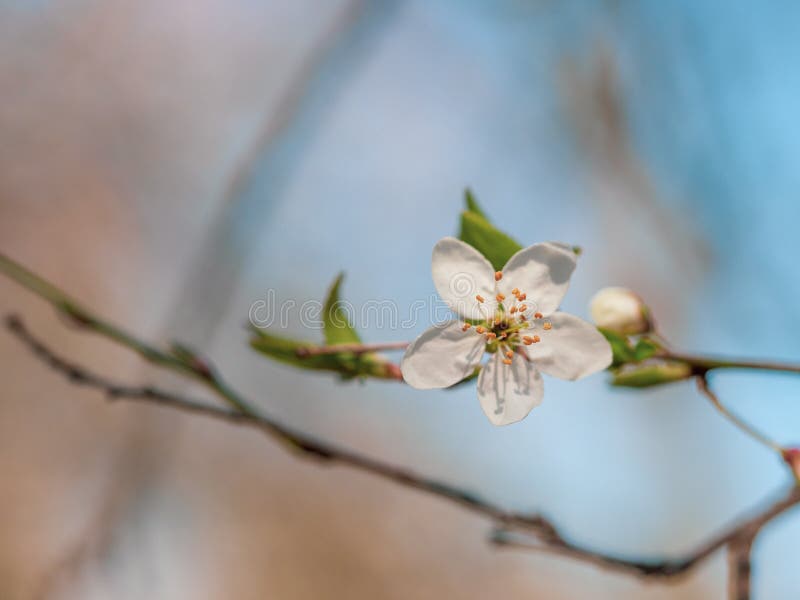 White Flower of Tree Blooming in Spring Stock Image Image of march
