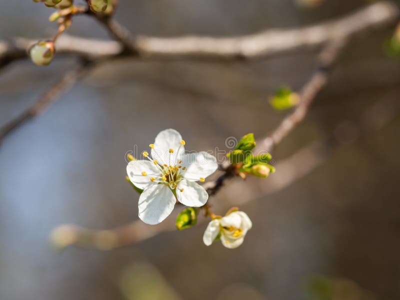 White Flower of Tree Blooming in Spring Stock Photo Image of branch