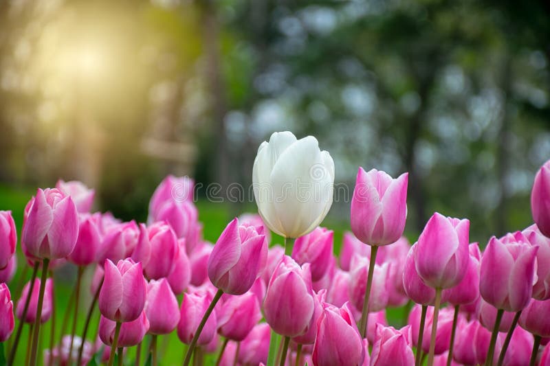 Close up shot of white tulips in Emirgan Park. The blooming white tulip in the spring. White flower tulip lit by sunlight. Close up shot of white tulips in Emirgan Park. The blooming white tulip in the spring. White flower tulip lit by sunlight.