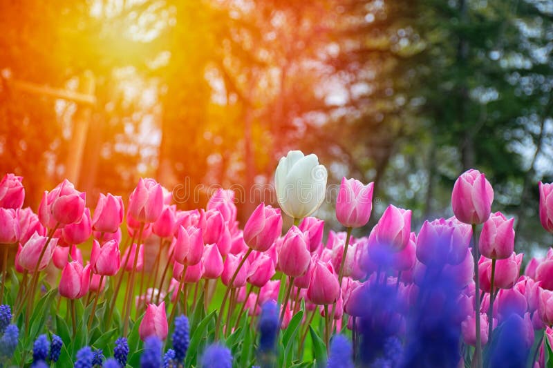 Close up shot of white tulips in Emirgan Park. The blooming white tulip in the spring. White flower tulip lit by sunlight. Close up shot of white tulips in Emirgan Park. The blooming white tulip in the spring. White flower tulip lit by sunlight.