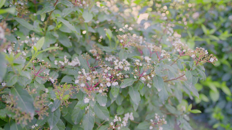 White Flower, Viburnum Tinus Lucidum