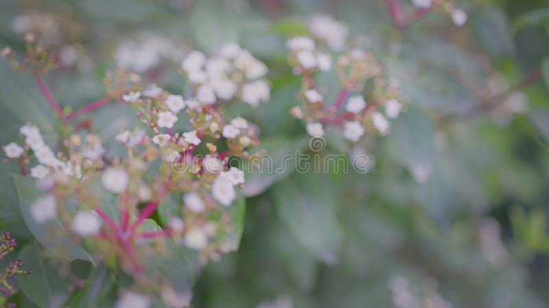 White Flower, Viburnum Tinus Lucidum
