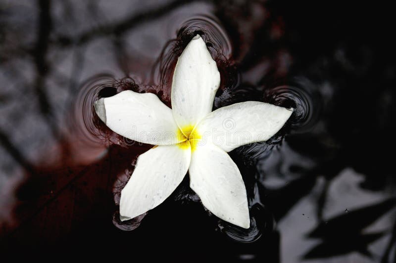 White flower in water