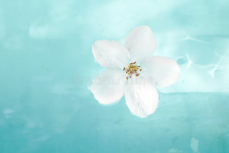 White Flower in Water, Blue Spa Background Stock Image - Image of water,  blossom: 182110233