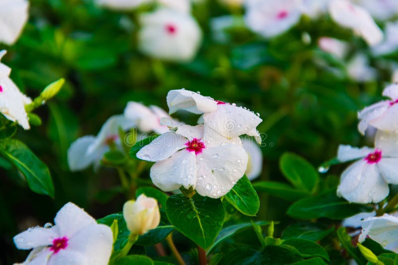 White Flower with Water Spray. Stock Image Image of leaves, relax