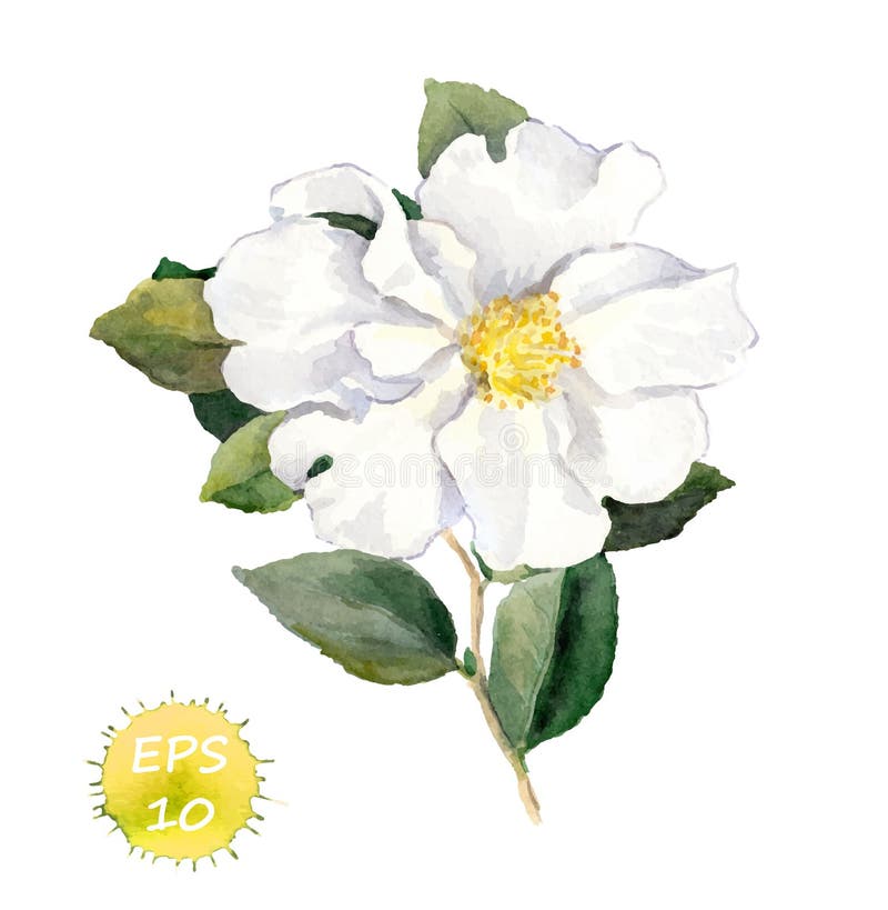 Daffodil Yellow flower stock illustration. Illustration of drawing