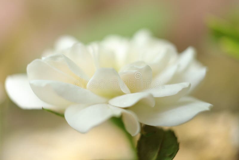 White Flower Whiteflower Garden Beautifull Stock Image Image of