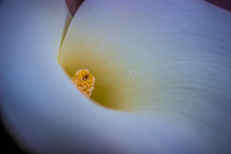 White Flower with Yellow Centre Closeup Stock Image Image of white