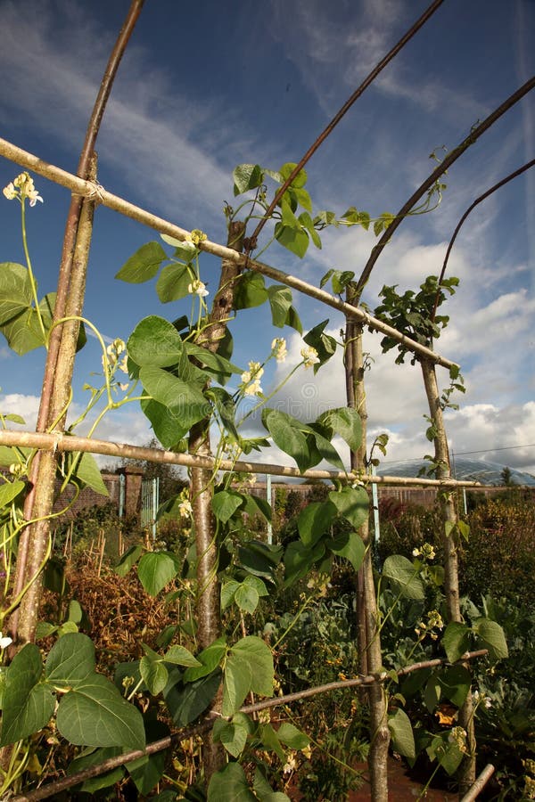 White Flowered Runner Bean Plant Stock Photo Image of runner