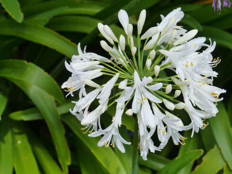 A white flowering Agapanthus