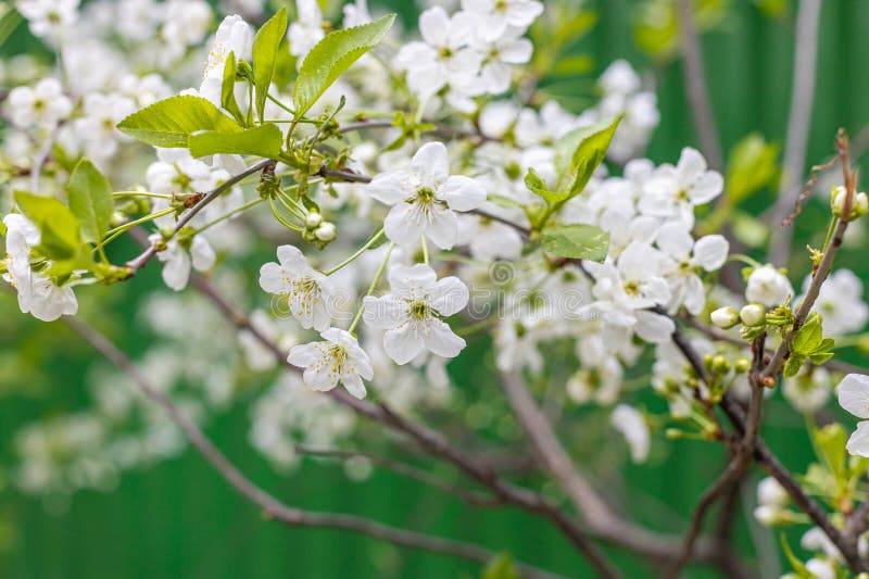 White Flowering Apple Trees in the Rays of the Sun. Spring Season