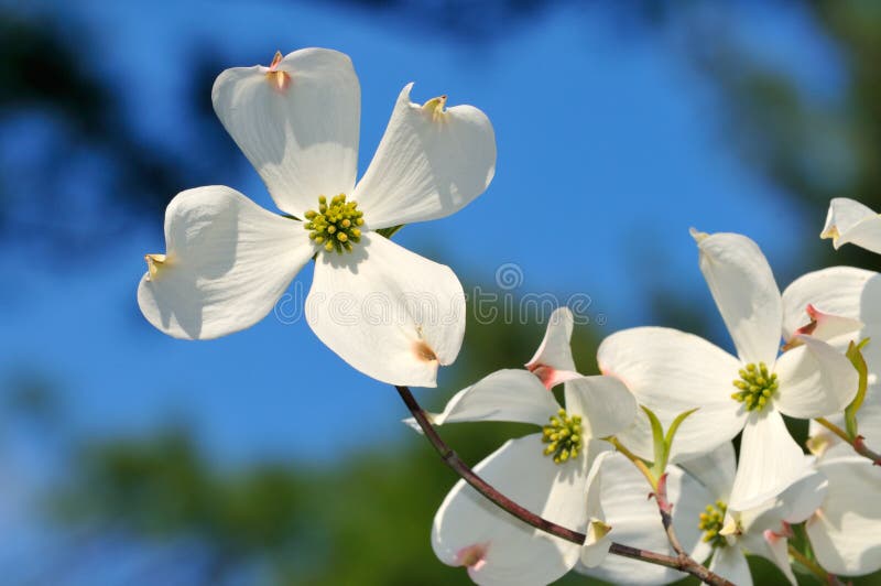 White Flowering Dogwood on Blue