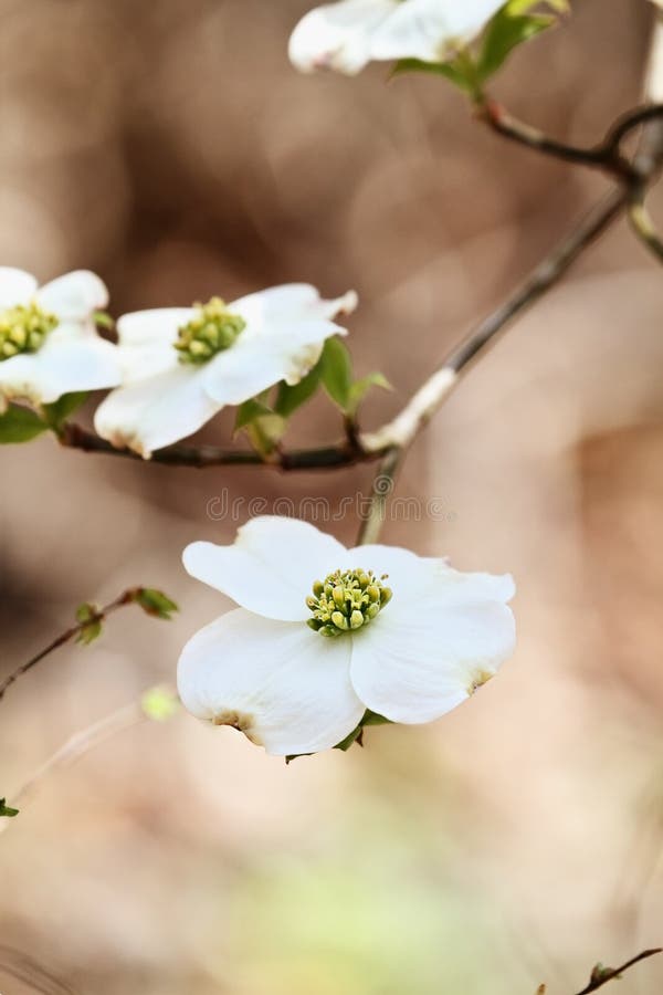 White flowering dogwood tree blossom