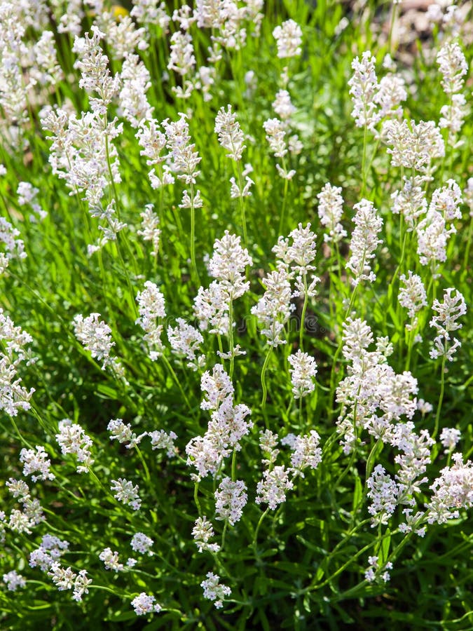 White flowering lavender stock photo. Image of closeup 41878602