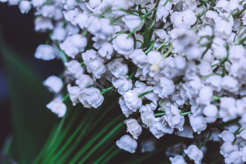 White Flowering Lilies of the Valley on Stems Stock Photo Image of