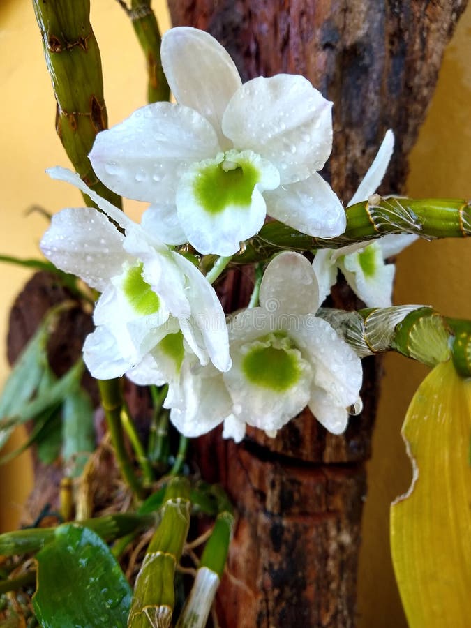 White Flowering Orchid on a Tree Branch. Stock Image Image of bouquet
