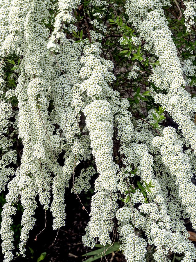 White Flowering Shrub with the Latin Name Spiraea Stock Photo Image