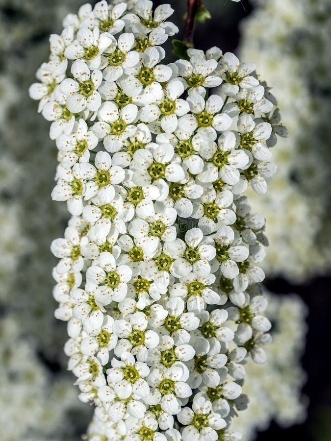 White Flowering Shrub with the Latin Name Spiraea Stock Image Image of closeup, bridalwreath