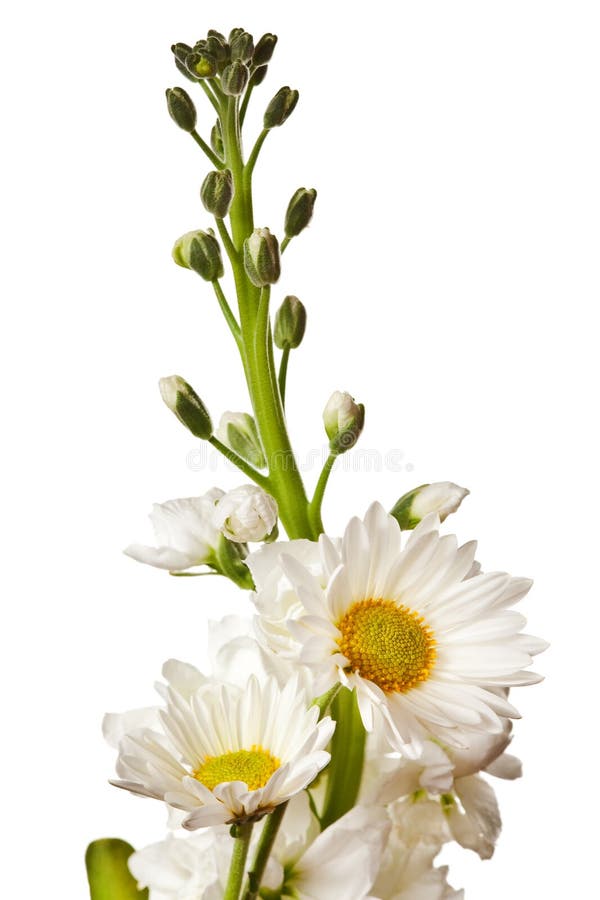 Bouquet of the Field Wild Flowers, Easter Colors, Isolated Stock Image