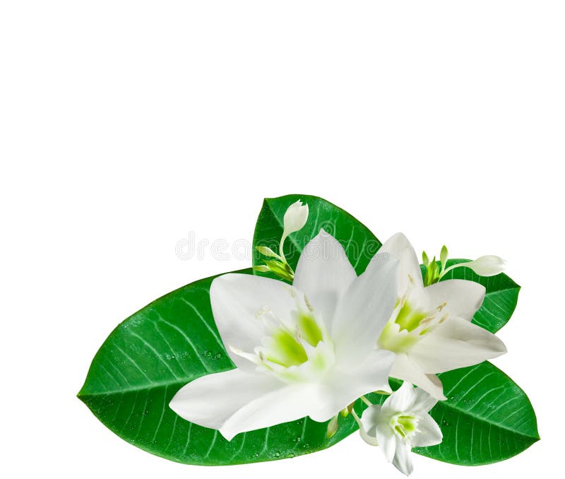 White flowers stock photo. Image of garden, leaf, beauty 19650452