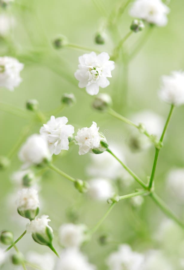 Piccoli fiori bianchi su sfondo verde.