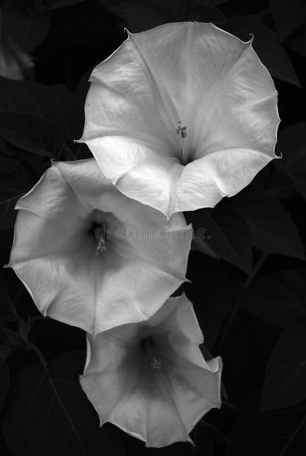 White flowers