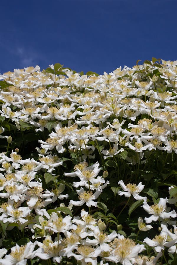 The White Flowers of a Anemone Clematis, Botanical Name Clematis