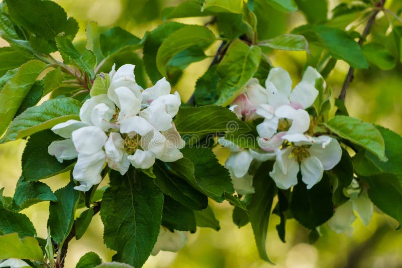 White Flowers of Apple Tree on a Branch in the Garden Stock Image