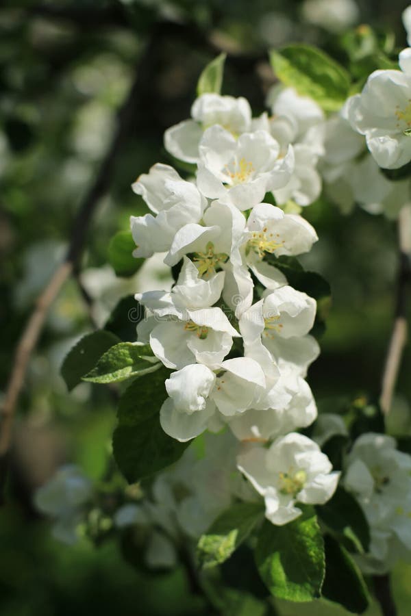 White flowers Apple tree stock image. Image of green 40823655