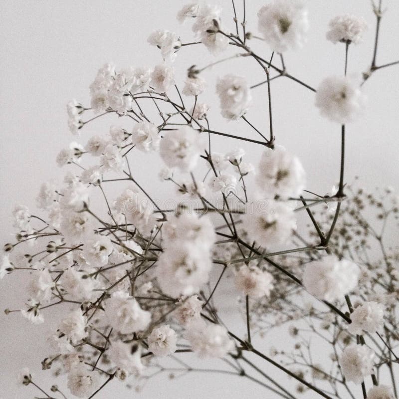 White flowers beautiful stock photo. Image of flowers - 52009214