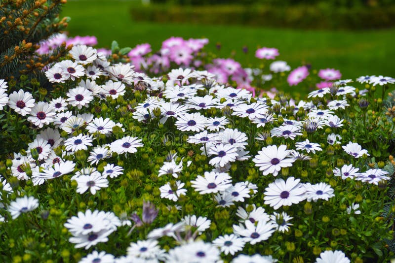 White Flowers on Bed in Garden Stock Photo Image of nature, flowers